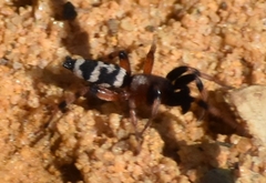 Sergiolus capulatus