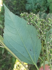 Cyclachaena xanthiifolia