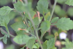 Chaenostoma floribundum