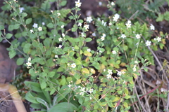 Chaenostoma floribundum