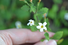 Chaenostoma floribundum