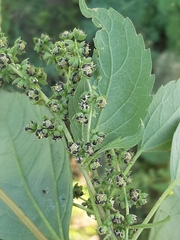 Cyclachaena xanthiifolia