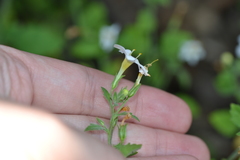 Chaenostoma floribundum