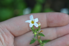 Chaenostoma floribundum