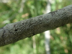 Pertusaria alboatra