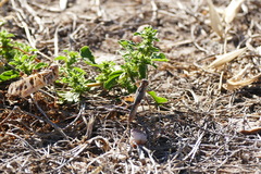 Dissosteira spurcata