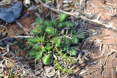 Crassula lanceolata transvaalensis