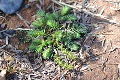 Crassula lanceolata transvaalensis