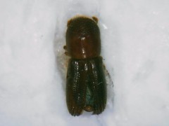 Scolytinae