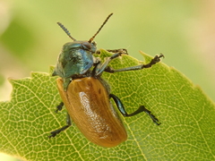 Labidostomis tridentata