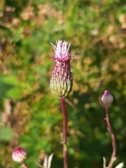 Cirsium arvense