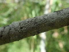 Pertusaria alboatra