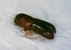 Scolytinae