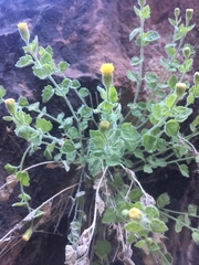 Perityle tenella