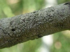 Pertusaria alboatra