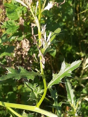 Cirsium arvense