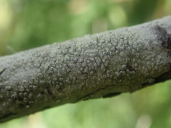 Pertusaria alboatra