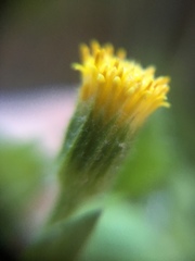 Perityle tenella