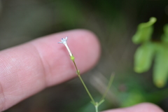 Oldenlandia herbacea