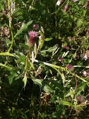 Cirsium arvense