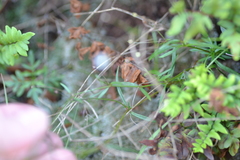 Oldenlandia herbacea