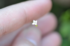 Oldenlandia herbacea