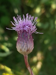 Cirsium arvense