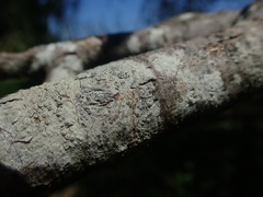 Pertusaria alboatra