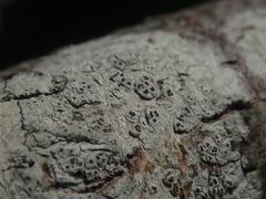 Pertusaria alboatra
