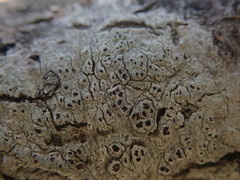 Pertusaria alboatra