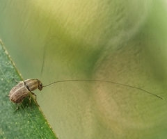 Exillis