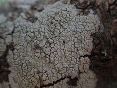 Pertusaria thiospoda