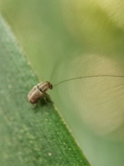 Exillis