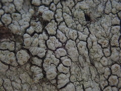 Pertusaria thiospoda