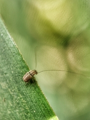 Exillis