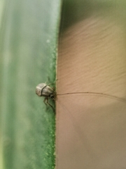 Exillis