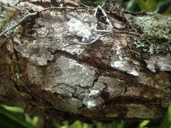 Lepra psoromica