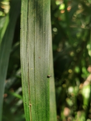 Exillis