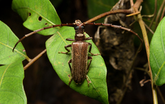 Philus antennatus
