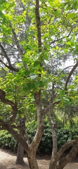 Diospyros kaki