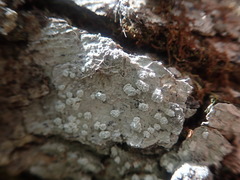 Lepra psoromica