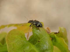 Polydrusus picus