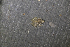 Fejervarya multistriata