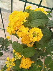 Lantana camara