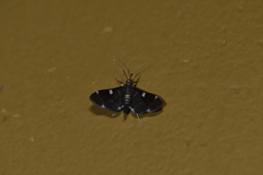 Cotachena