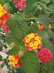 Lantana camara