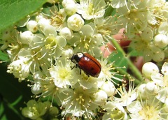 Cryptocephalus octopunctatus