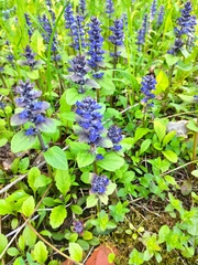 Ajuga reptans