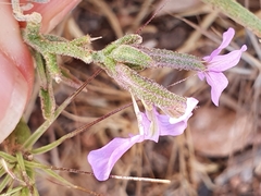 Matthiola lunata