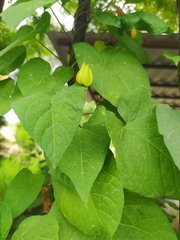 Calystegia silvatica